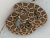 Southern Pacific Rattlesnake