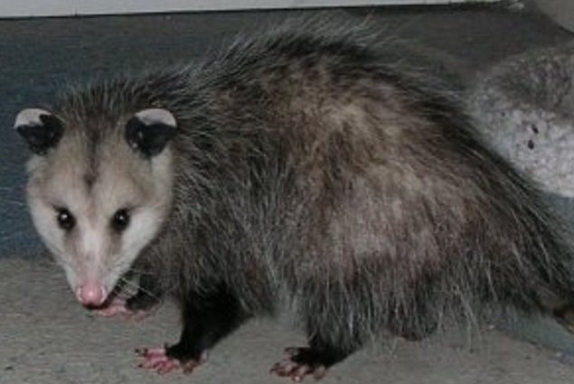 San Diego Opossum Removal